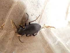 Carabus henningi