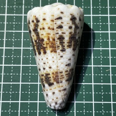 Conus imperialis