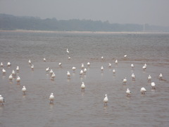 Chroicocephalus ridibundus