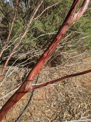 Eucalyptus websteriana