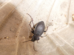 Carabus henningi