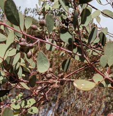 Eucalyptus websteriana