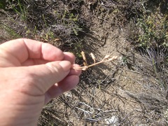 Bulbine triebneri