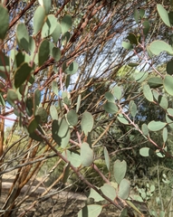 Eucalyptus websteriana