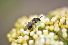 Andrena nuda