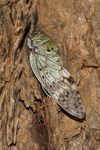 Yanga heathi
