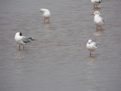 Chroicocephalus ridibundus