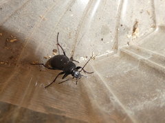 Carabus henningi