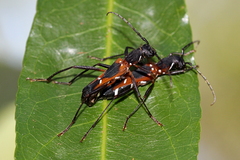 Chlidones rufovarius