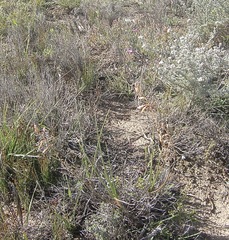 Bulbine triebneri