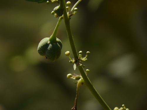 Baliospermum solanifolium, photograph 6