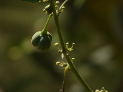 Baliospermum solanifolium