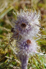 Arctium nidulans