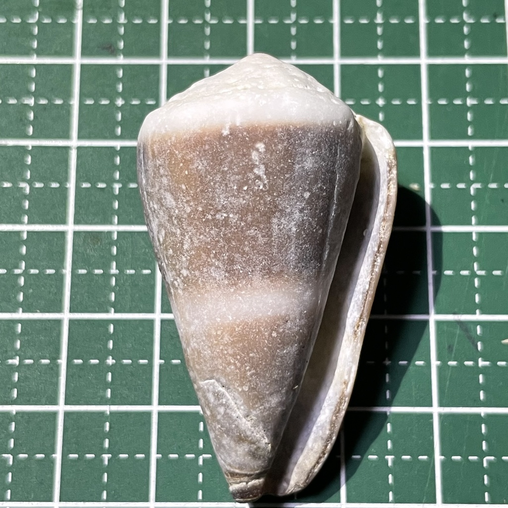 Livid cone