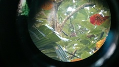 Glaucidium castanotum