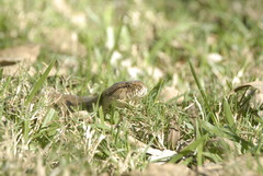 Mesotes strigatus
