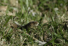 Mesotes strigatus