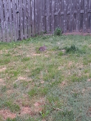 Sylvilagus floridanus