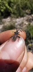 Loxocnemis dentator