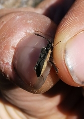 Loxocnemis dentator