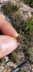 Loxocnemis dentator