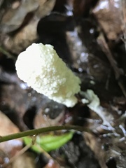 Fuligo septica candida