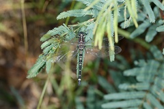 Eusynthemis brevistyla