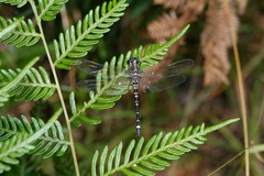 Eusynthemis brevistyla