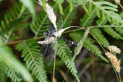 Eusynthemis brevistyla
