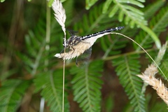 Eusynthemis brevistyla