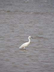 Egretta garzetta