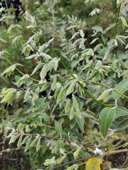 Salvia discolor