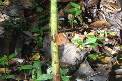 Xanthotaenia busiris