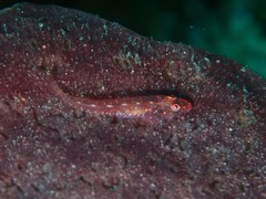 Phyllogobius platycephalops