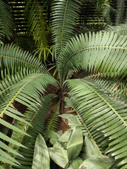 Dioon spinulosum