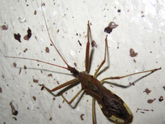 Epidaus tuberosus