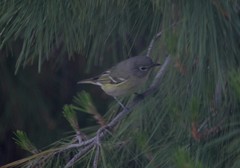 Vireo cassinii