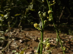 Baliospermum solanifolium