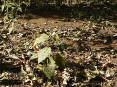 Baliospermum solanifolium