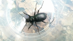 Carabus scheidleri