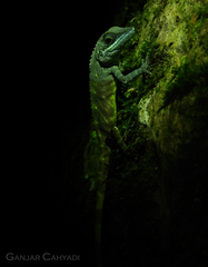 Pseudocalotes tympanistriga