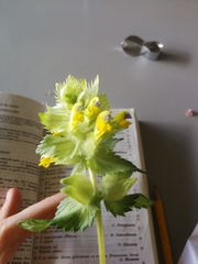 Rhinanthus alectorolophus