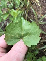 Vitis rupestris