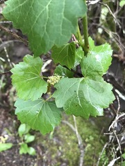 Vitis rupestris