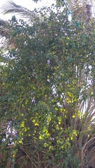 Ziziphus mauritiana