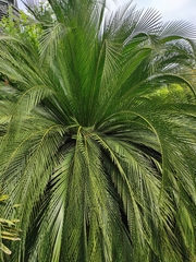 Macrozamia moorei