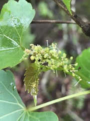 Vitis rupestris