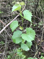 Vitis rupestris