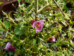 Centranthera indica