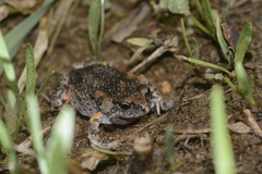 Uperoleia laevigata
